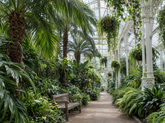 Victorian glasshouse full of palms and ferns in soft daylight