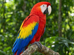 A scarlet macaw on a branch against green leaves
