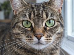 Close-up of a tabby cat's face with green eyes and fine whiskers