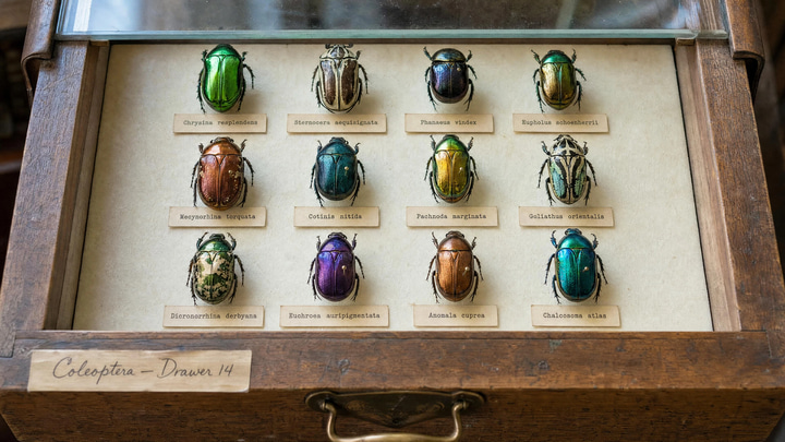 A museum drawer of twelve jewel-toned beetles, each with a crisp typewritten label.