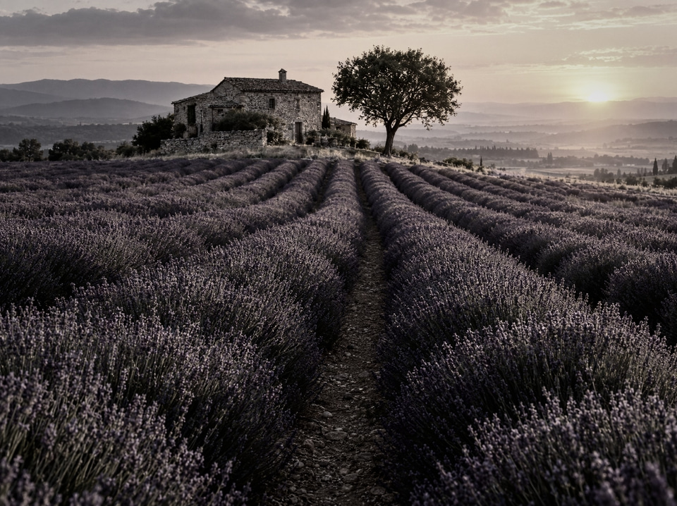 After: Rows of lavender leading to a stone farmhouse at sunset — noir filter
