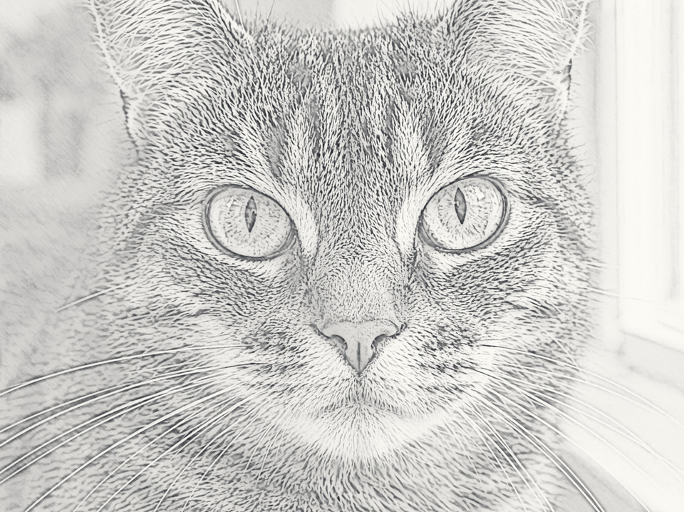 After: Close-up of a tabby cat's face with green eyes and fine whiskers — turned into a sketch