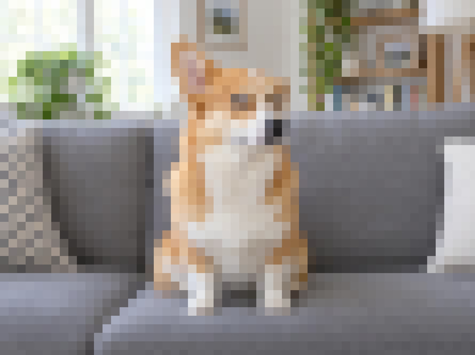 After: A corgi giving the camera a side-eye from a sofa — pixelated