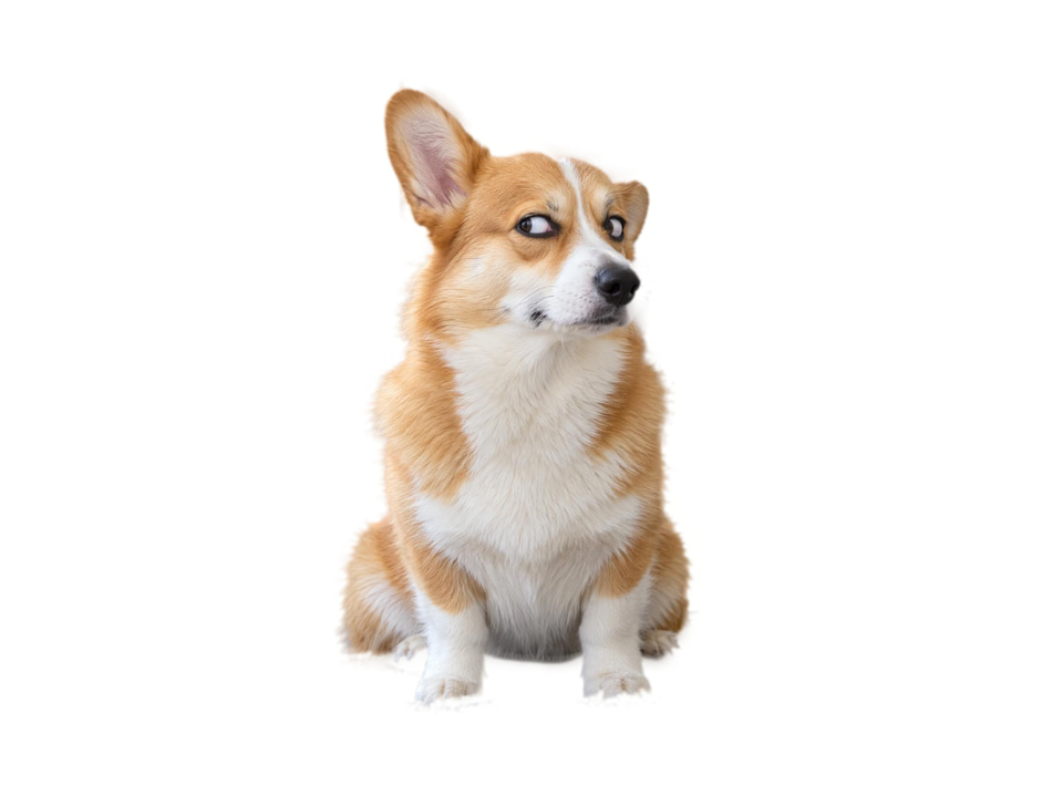 After: A corgi giving the camera a side-eye from a sofa — on a white background